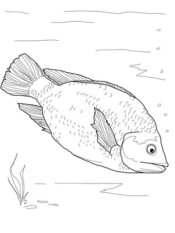 Red Tilapia Coloring Page